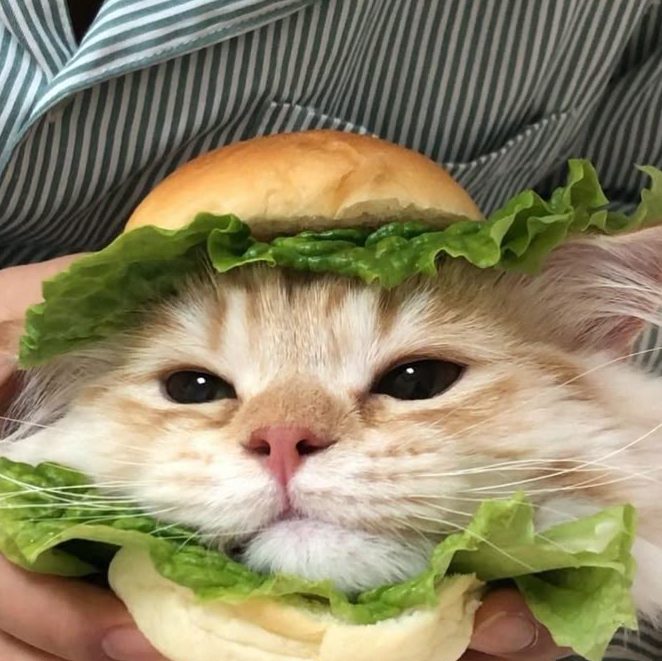 Burger Cat's 1 burger cats