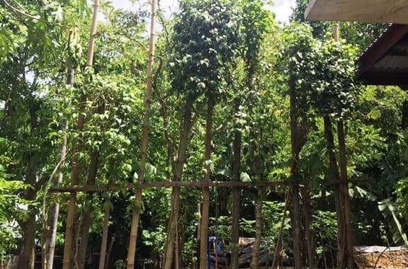 Kedai Pohon Sireh Dale Rhu 1 kedai pohon sireh dale rhu