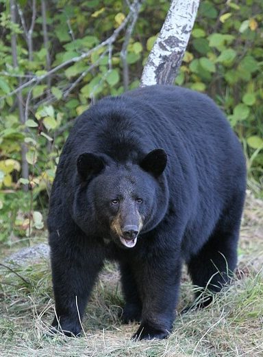 The Black Bear 1 the black bear