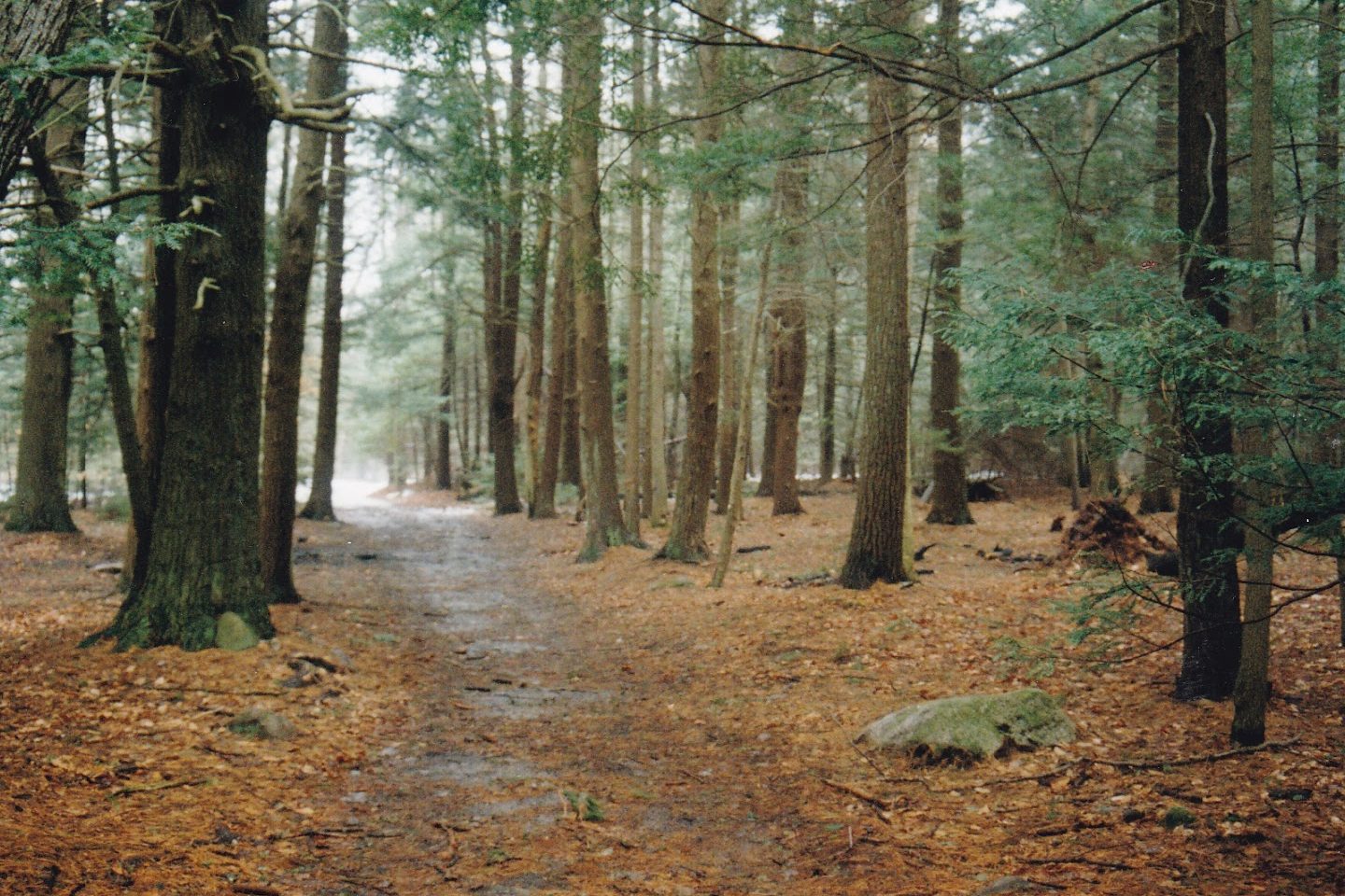 the woods